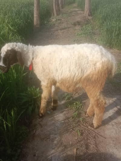 2 seep for syl mashallah 5 manth ghban hn dono.