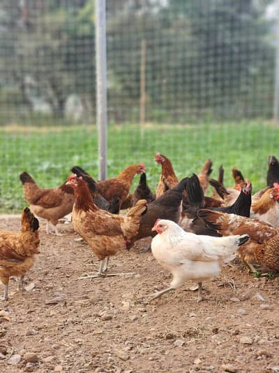 Hens and desi eggs for sale