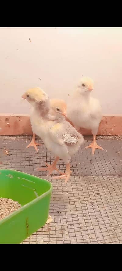 Qandari Parrot face chicks