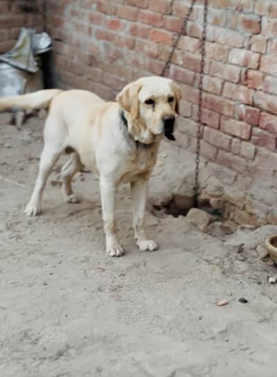 Labrador male ,age 2 years ,fully vaccinated