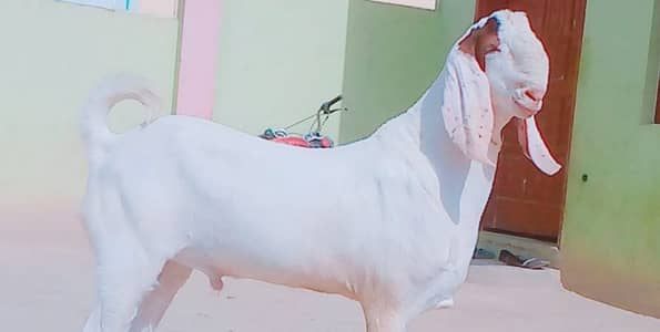 gulabi Bakra for Sale Call 03405796364