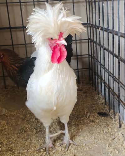 hen polish hen male cock beautiful for sale