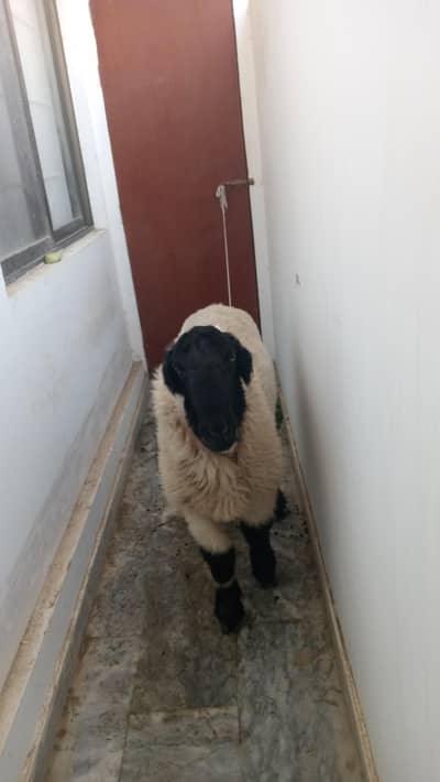 sale my sheep urgent