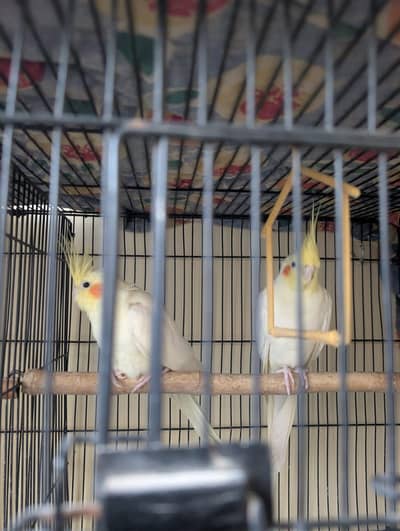 Cockateil parrot breader pair age 1.5 year