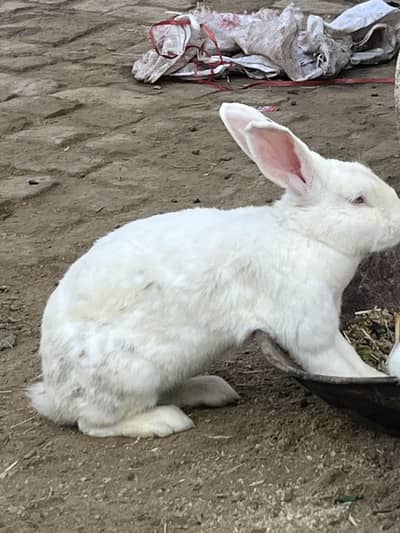 Pure Newzeland pragnent female for Sale 03368792398 WhatsApp