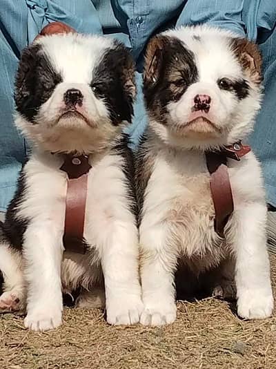 king Kurdish kangal puppies security Dog available for sale