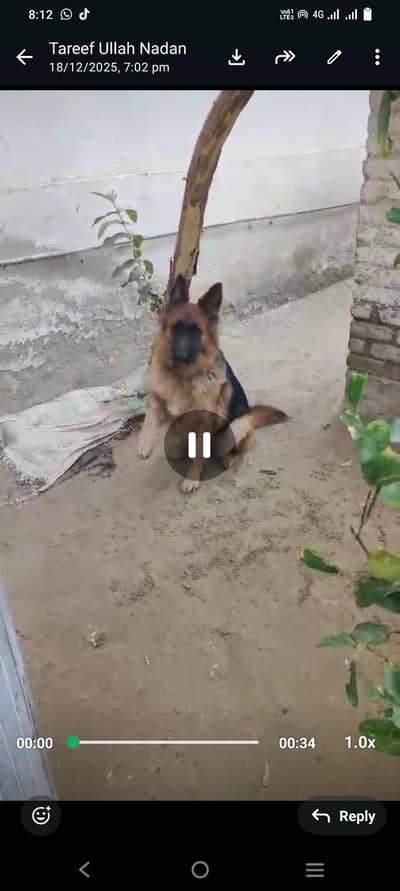 non pedigree female  German shepherd
