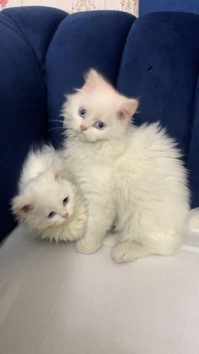 Adorable male & female  pair of cats for sale