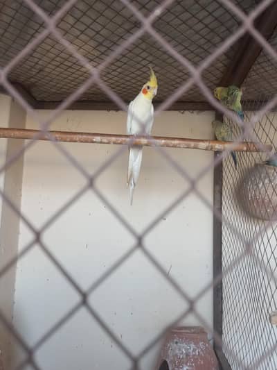 Cocktail single piece he 1 dead ho ga he