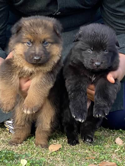 German shepherd top quality triple coated puppies available for sale