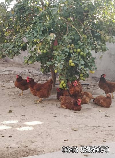 Rir cross Lowman brown hens available