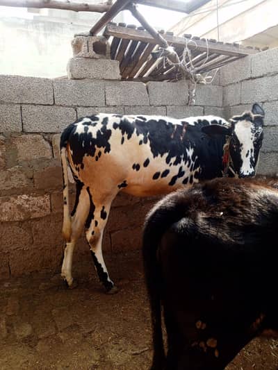 vehri bachia for sale urgent