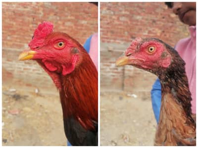 Pair for urgent sale