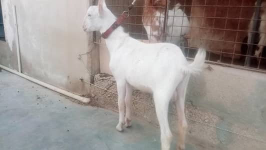 berbarry Thai path. . . paper White tedda dino white eyes