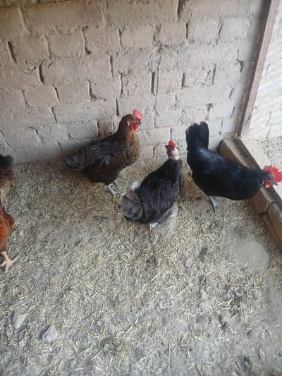 desi murgiya 3417364953