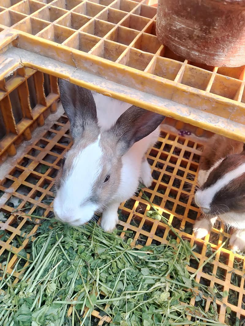 Two Rabbits 2