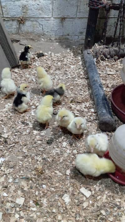 Shamo White & Black chicks available