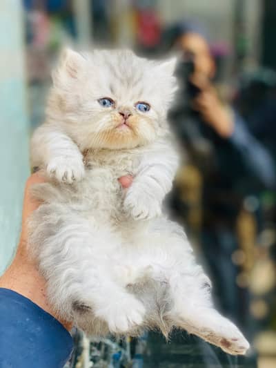 Punch Face Parsian Kitten