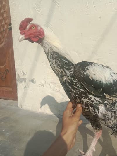 jawa and mianwali aseel