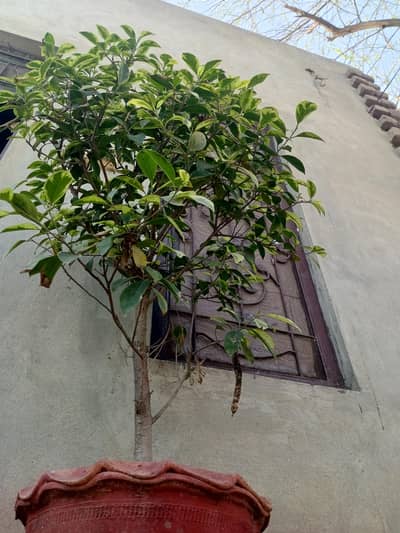 Ficus benjamina alive plant