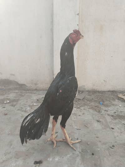 Mashallah Shamoo Aseel