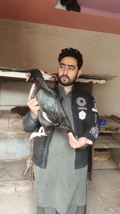 Mushka Lasani pair 15000