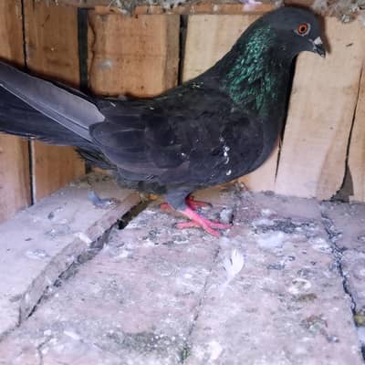 pigeon My WhatsApp 03075197074