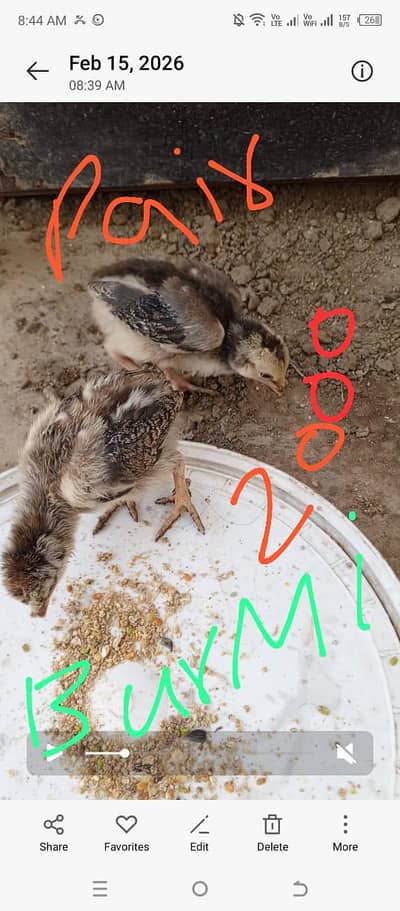 burmi hint Turkish dragon shamo parrot beak