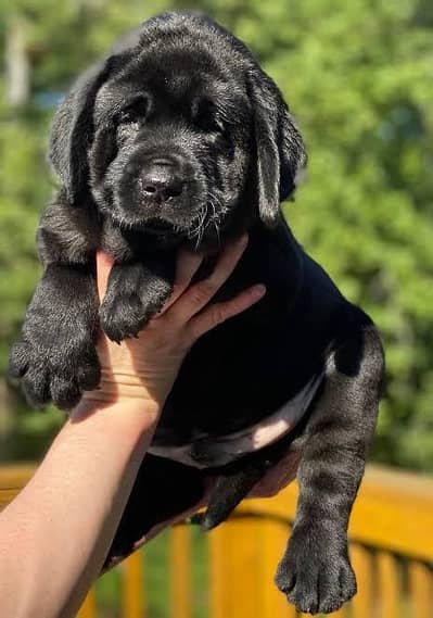 pure American laborador retriever male black alpha heavy bone 4 month
