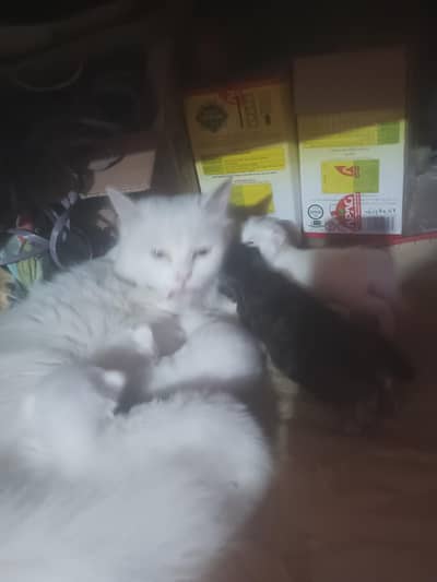 new kitten book  now