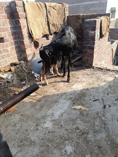 newly fresh fourturation goat with 2 childs