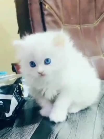 Persian female kitten for sale My WhatsApp number 03 25 022 67 56