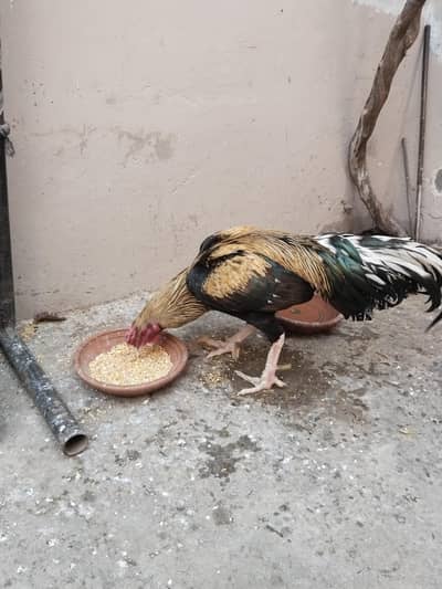 Java Aseel Murga for sale