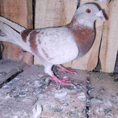 My WhatsApp 03075197074