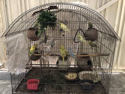 All budgies sells one pair price 300rs
