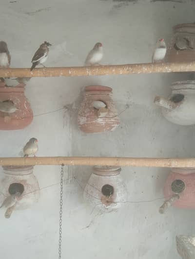 Zebra finches brider pairs eggs and chicks for sale location Sahiwal