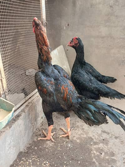 assil shame 2 Murgiyan our 1 murga