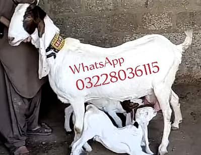 gulabi desi Bakri for sale urgent Bacho wali