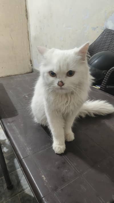 Beautiful White Persian Cat for Sale