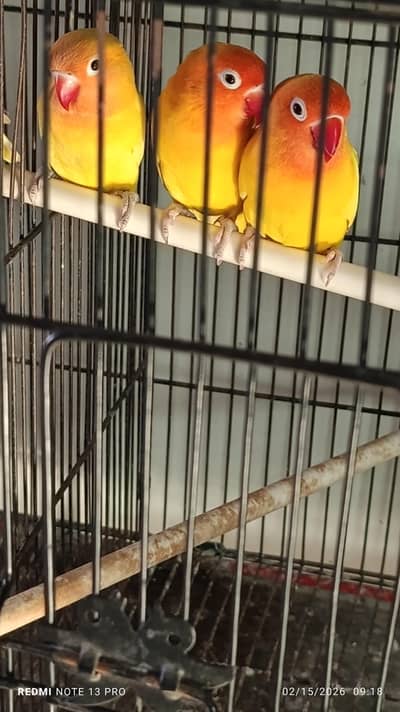 Love birds setup for sale