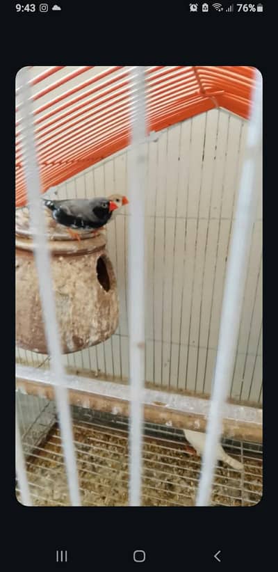 3 finches for sale in lahore