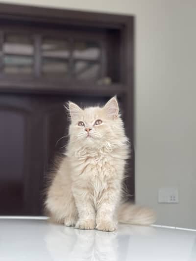 Persian cat for sale