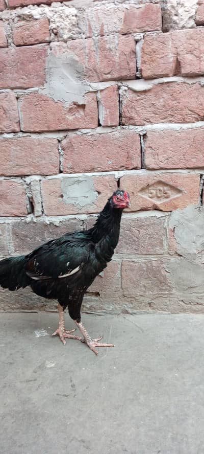 aseel murga murgi Desi murgia murgi