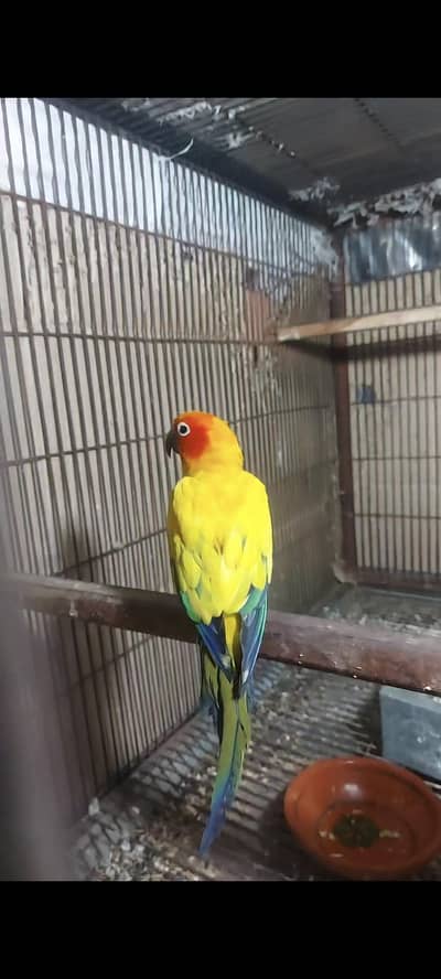 sun conure breeder Male  03132738282