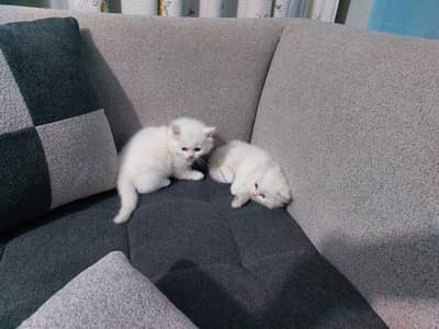 2 female kitten for sale