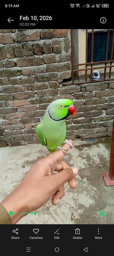 talking hand tame male