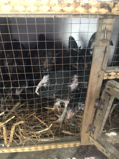 Achi blood line ha pure han  bhi apni ray zaror dynamite jasy bhi