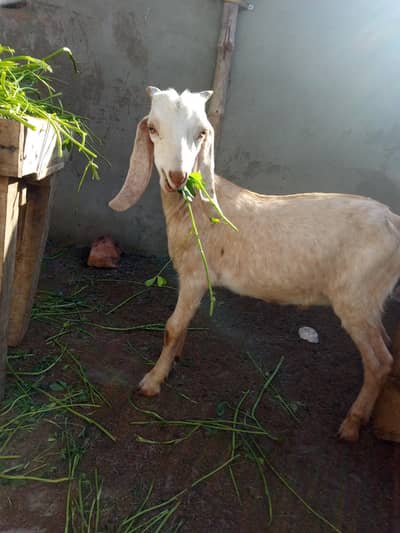 Bissar bakra  rabta nmber 03162689545