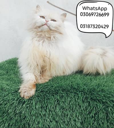 Extreme Punch Face CFA PEKI BLOODLINE TRIPLE COATED BREEDER