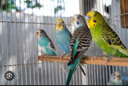 budgie  2 pairs breeder